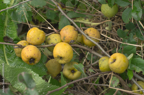 
Fruits turn yellow on the quince bush.