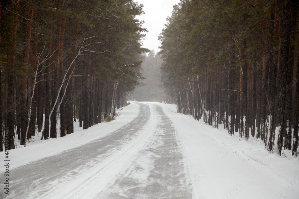 snow-covered road in a winter pine forest