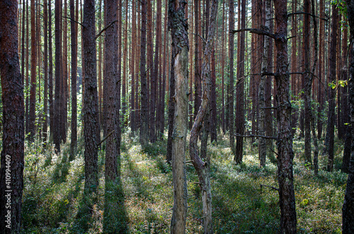 Beautiful forest and trees landscapes © JanMikael