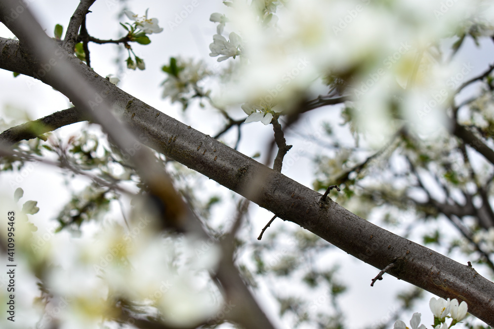 apple blossoms in early spring apple blossoms in early spring