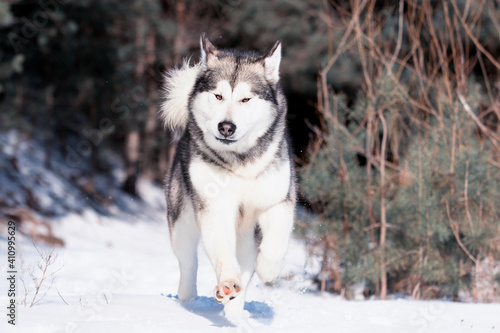 Alaskan Malamute dog in winter forest
