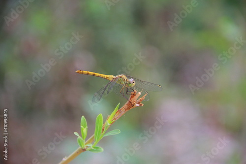 dragonfly on a branch © Yuliya