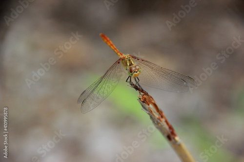 dragonfly on a branch © Yuliya