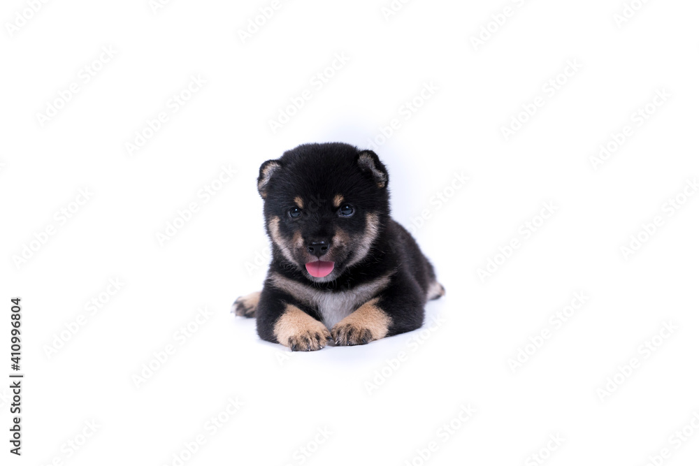 A black-brown Shiba Inu puppy lying on white background. Japanes dog.