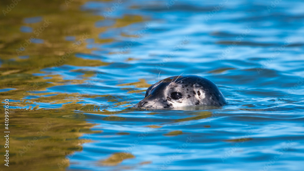 Naklejka premium Seal pup keeping head just above colorful salt water along the Everett shoreline in western Washington State