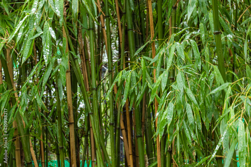 beautiful, fresh, natural, green bamboo thickets in the subtropics on a good day beautiful, fresh, natural, green bamboo thickets in the subtropics on a good day