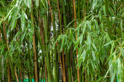 beautiful, fresh, natural, green bamboo thickets in the subtropics on a good day
