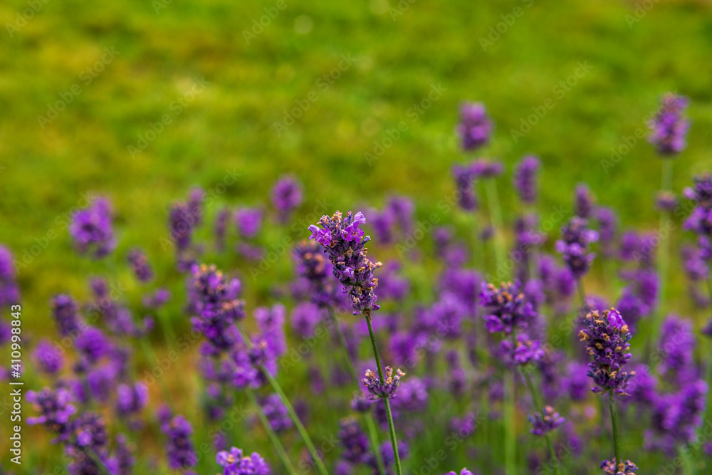 Fototapeta premium lavender flowers on the background of a green lawn.