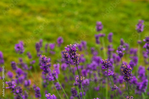 lavender flowers on the background of a green lawn. © olegmayorov