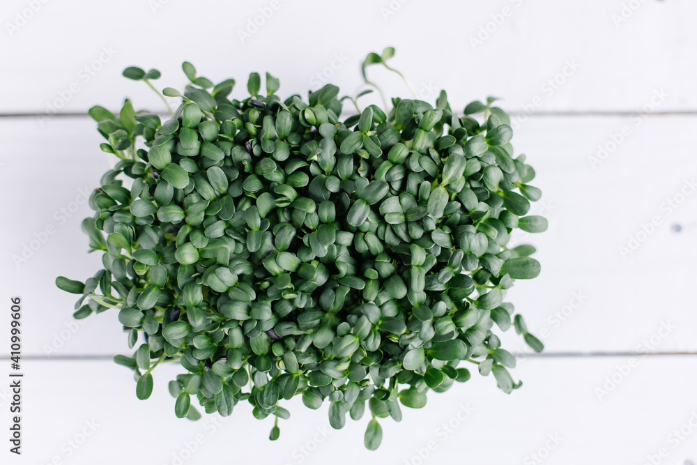 young sprouts of sunflower in a tray top view. Growing microgreens on a home farm. Micro greens are a popular trend in healthy eating. Vegan eco bio diet superfood rich in vitamins. weight loss young sprouts of sunflower in a tray top view. Growing microgreens on a home farm. Micro greens are a popular trend in healthy eating. Vegan eco bio diet superfood rich in vitamins. weight loss