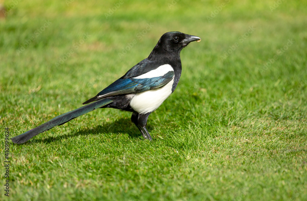 Magpie, Scientific name, Pica Pica. Adult magpie with glossy plumage feeding on worms on a green grass lawn. Facing right. Close up. Horizontal. Space for copy. Magpie, Scientific name, Pica Pica. Adult magpie with glossy plumage feeding on worms on a green grass lawn. Facing right. Close up. Horizontal. Space for copy.