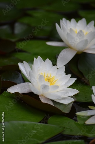 white Water lily