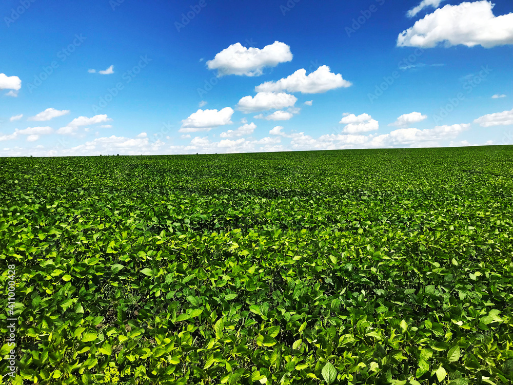 green field and blue sky