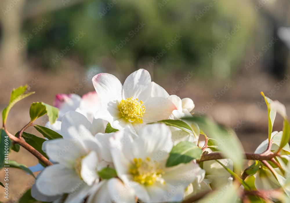 Obraz premium 露地のクリスマスローズの花