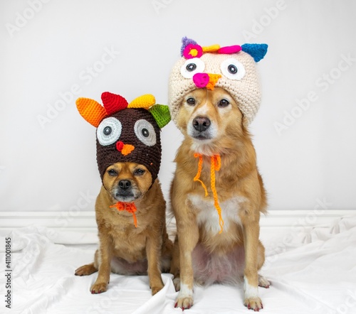 Cute dog wearing turkey knit hat
