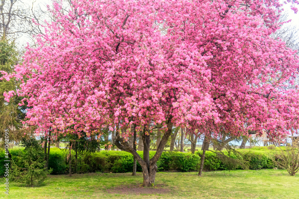 Spring blooming tree. Beautiful flowers. Nature background