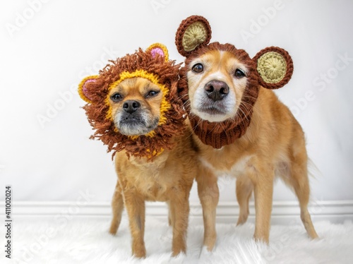 Two cute dogs wearing animal costumes