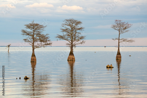 Lake Marion Cypress Trees