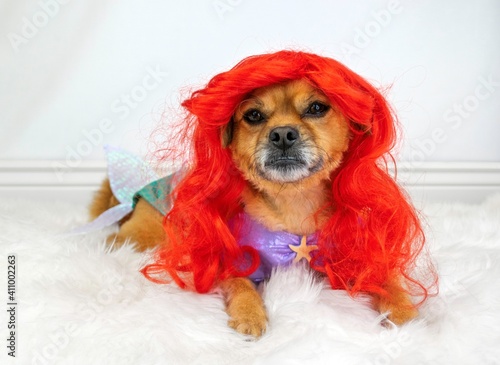 Cute dog in red wig and mermaid costume