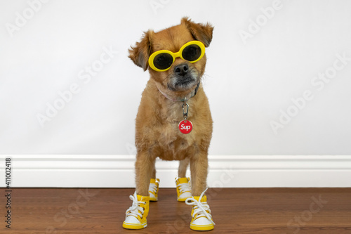 Cute dog wearing yellow sunglasses and shoes