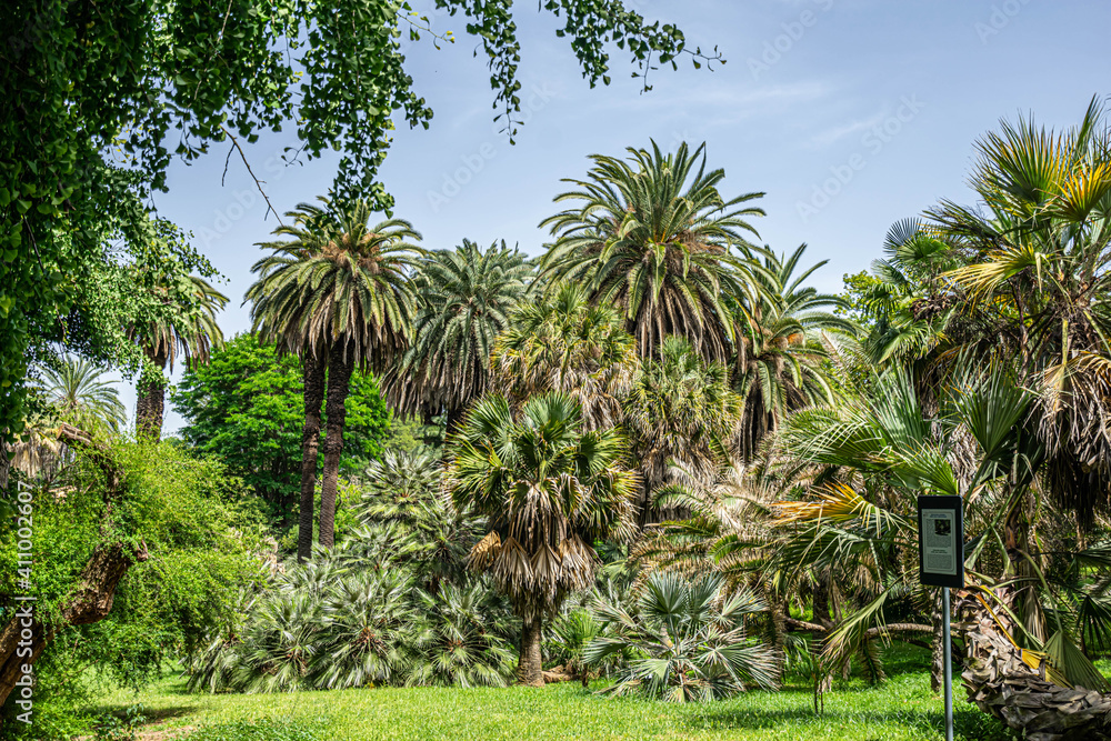 Naklejka premium palm trees in the garden