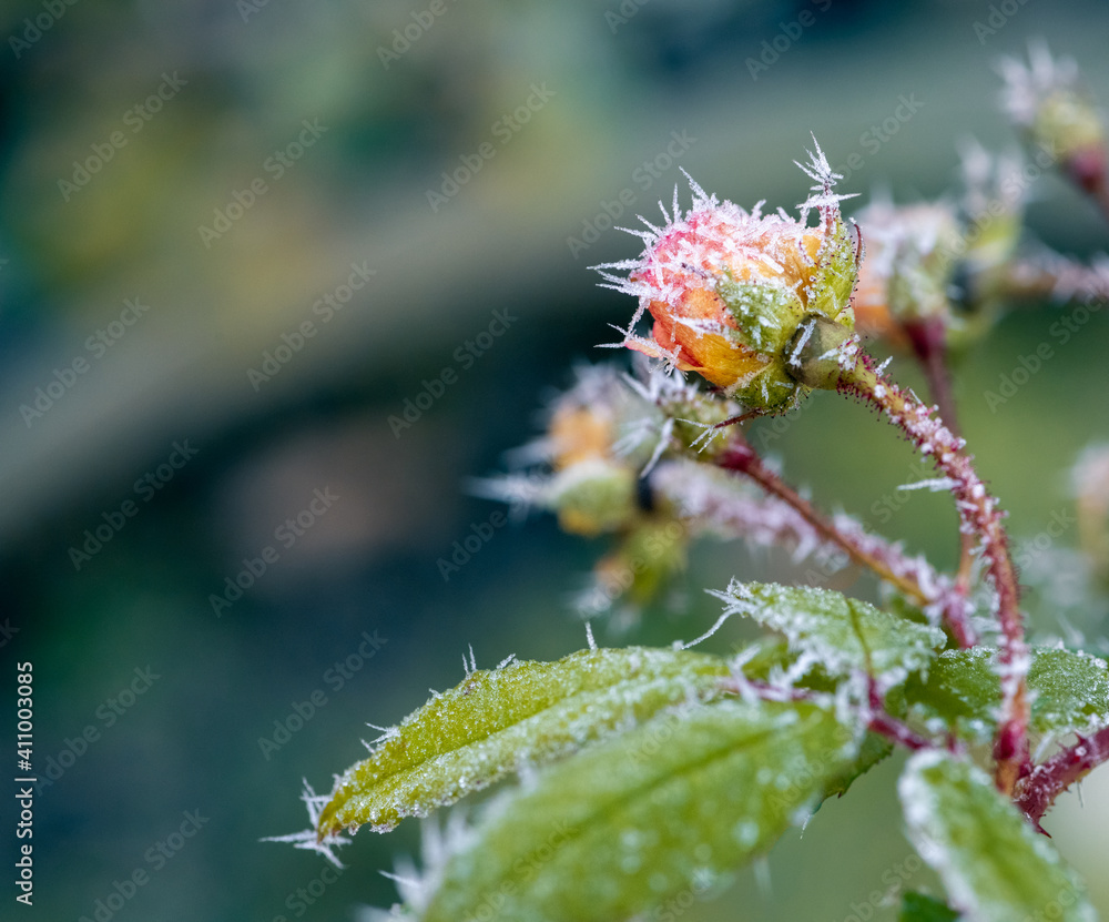 Macro of a frosted rose blossom Macro of a frosted rose blossom