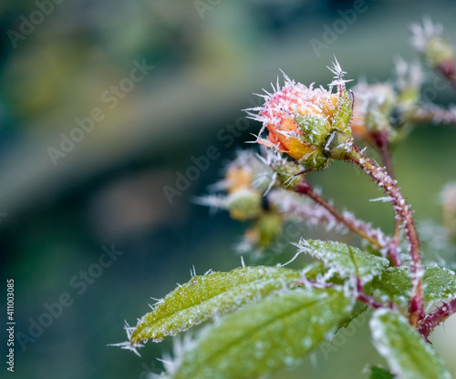 Macro of a frosted rose blossom