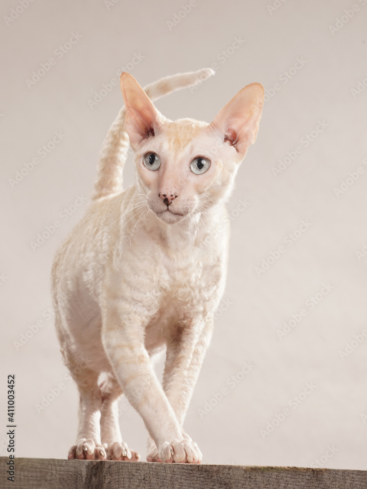 cremefarbene katze geht in richtung kamera, rasse cornisch rex katze, studiofoto mit weißem hintergrund