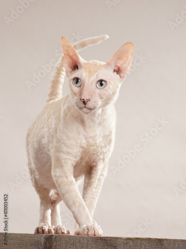 cremefarbene katze geht in richtung kamera, rasse cornisch rex katze, studiofoto mit weißem hintergrund photo