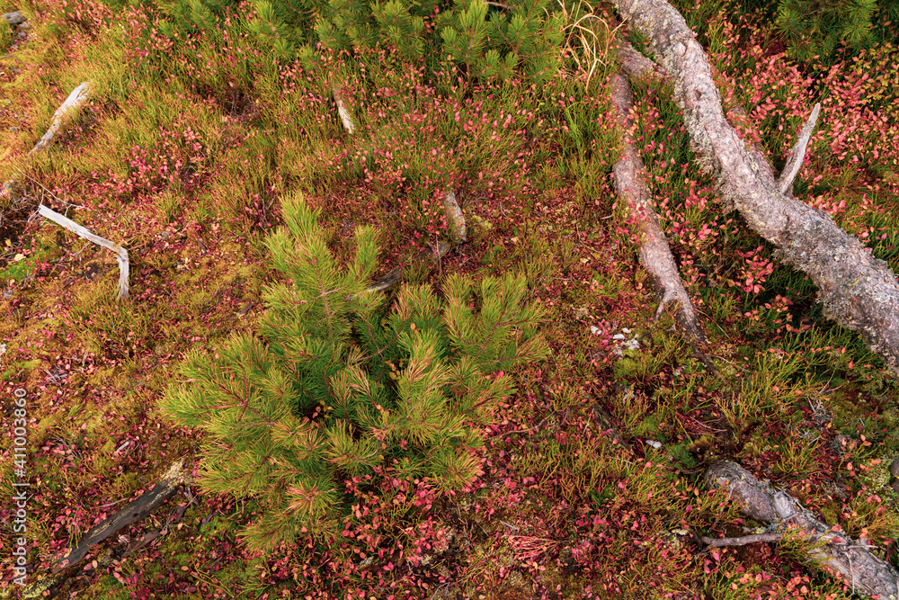 Fototapeta premium Mountain pine soil and roots in the wild