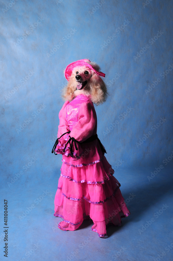 Circus dog poodle in a pink dress and hat on a blue background in the studio