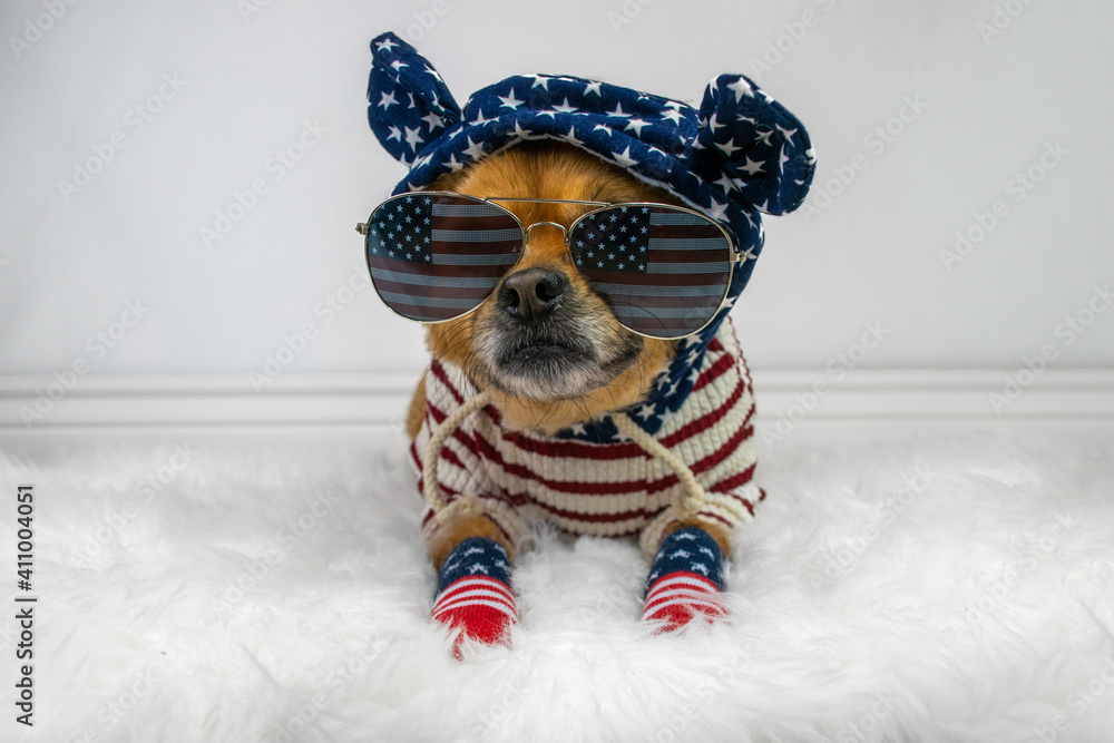 Cute dog wearing patriotic red white and blue sweater and sunglasses
