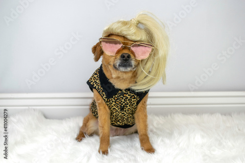 Cute dog wearing blonde wig and sunglasses