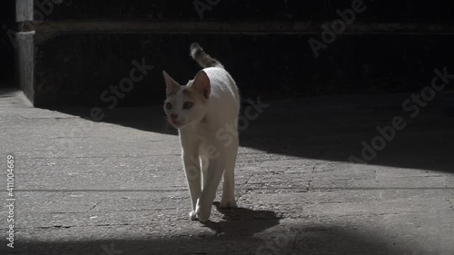 Cat walking down the street
