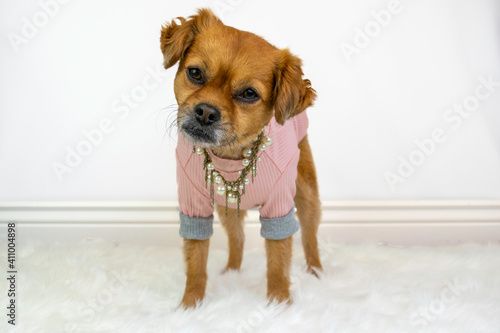 Cute dog wearing pink sweater and pearls