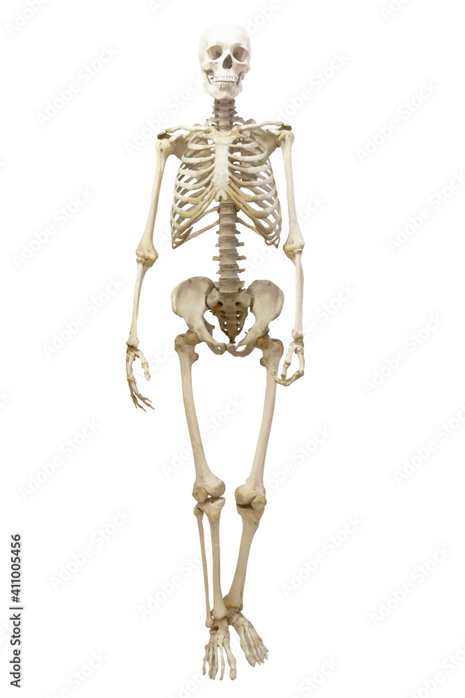 Human skeleton in full growth, isolated on white background.