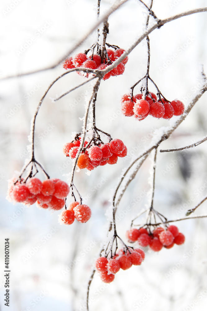 Winter frozen viburnum under the snow. Viburnum in the snow. Red berries. Wonderful winter. Hoarfrost Winter frozen viburnum under the snow. Viburnum in the snow. Red berries. Wonderful winter. Hoarfrost