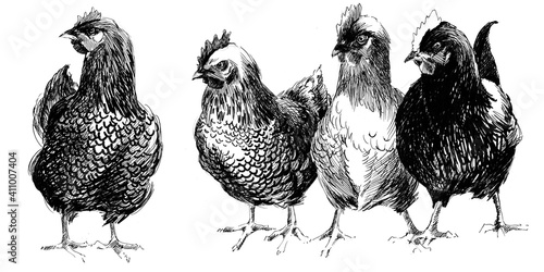 Fotografia, Obraz Chicken hand drawn sketch. Domestic bird. Poultry Farm