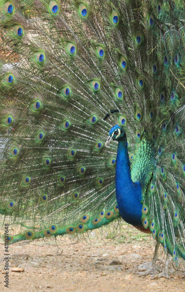 Obraz premium pavo real