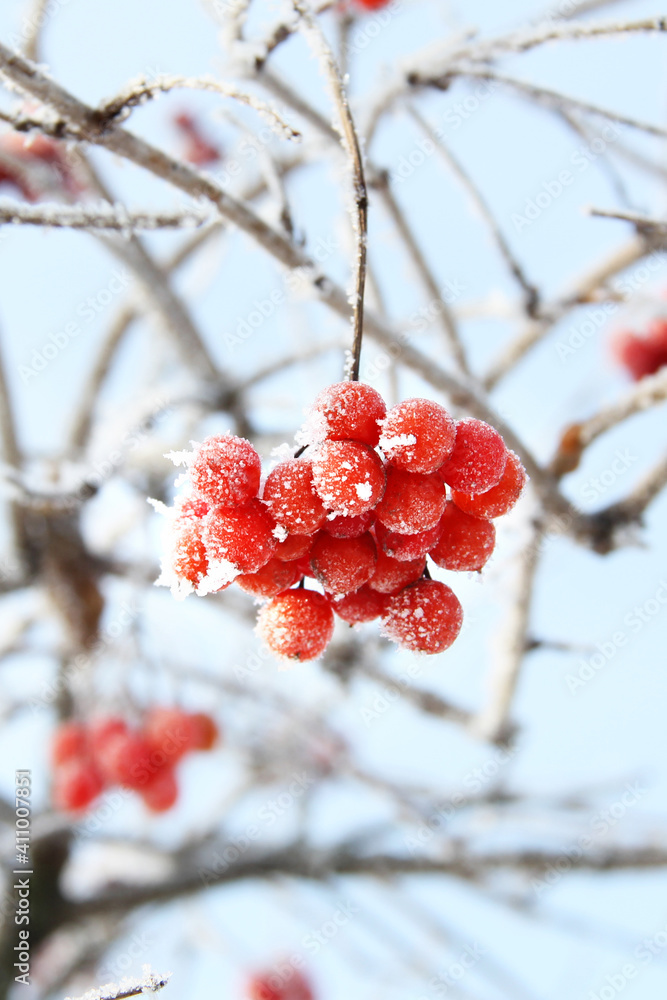 Winter frozen viburnum under the snow. Viburnum in the snow. Red berries. Wonderful winter. Hoarfrost Winter frozen viburnum under the snow. Viburnum in the snow. Red berries. Wonderful winter. Hoarfrost