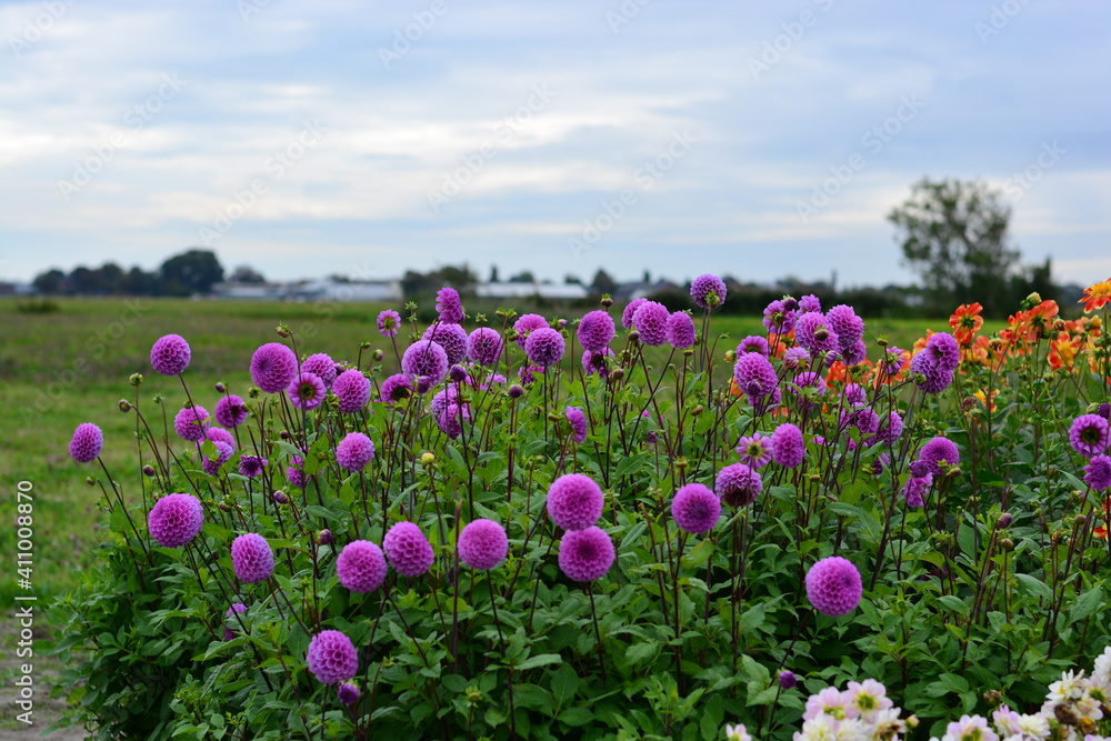 field of dahlia flowers and purple with green leave blue sky beautiful garden in netherland