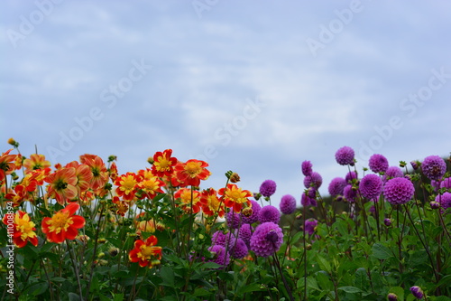 field of dahlia flowers orange and purple with green leave blue sky beautiful garden in netherland