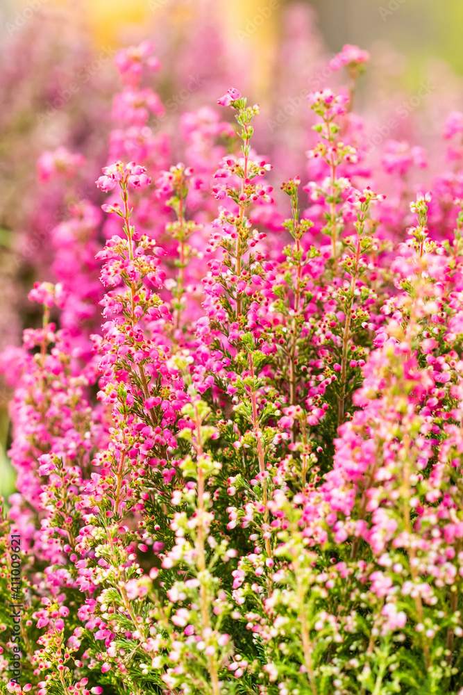 Beautiful landscape flowering Erica tetralix small pink lilac plants, shallow depth of field, selective focus photography
