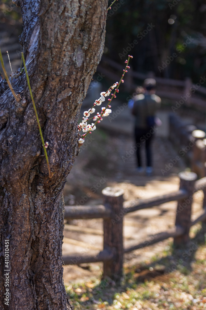 Obraz premium 白梅と公園の階段を子を抱いて歩く父親