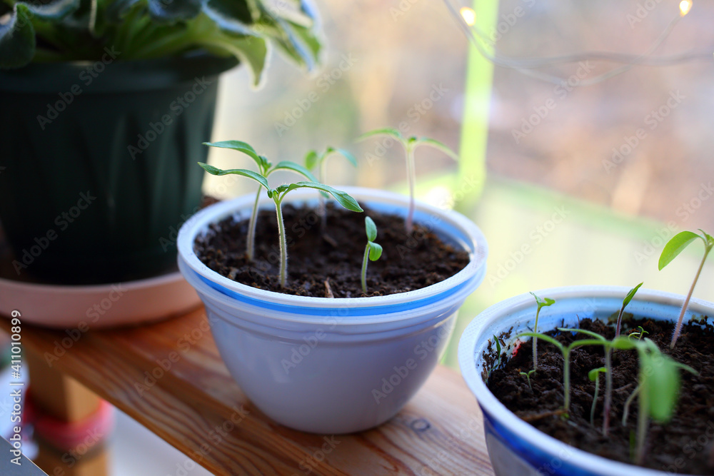 Growing tomato seedlings in plastic white round yogurt container on eco wooden brown shelf near