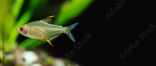 Freshwater tropical fish Lemon tetra Hyphessobrycon pulchripinnis close-up photo. Aquarium tank exotic fish translucent yellow, pearlescent lustre colors body pattern. Black background, copy space photo