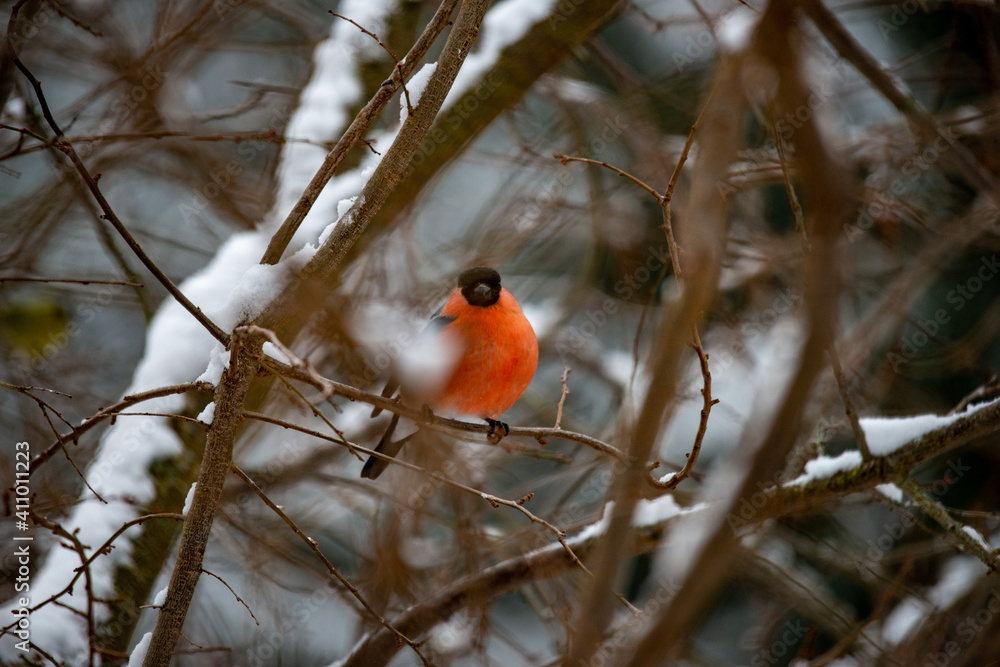GIMPEL (maskulin) . Pyrrhula pyrrhula . Bullfinch (male) GIMPEL (maskulin) . Pyrrhula pyrrhula . Bullfinch (male)