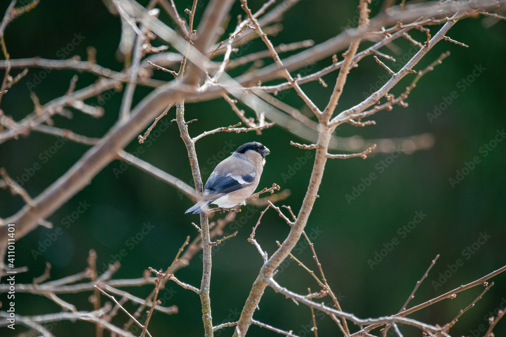 GIMPEL (feminin) . Pyrrhula pyrrhula . Bullfinch (female) GIMPEL (feminin) . Pyrrhula pyrrhula . Bullfinch (female)