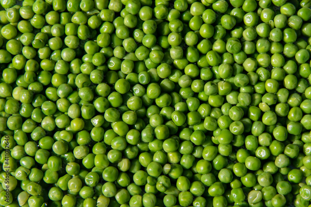 close up pile of fresh picked and cleaned organic garden farm peas