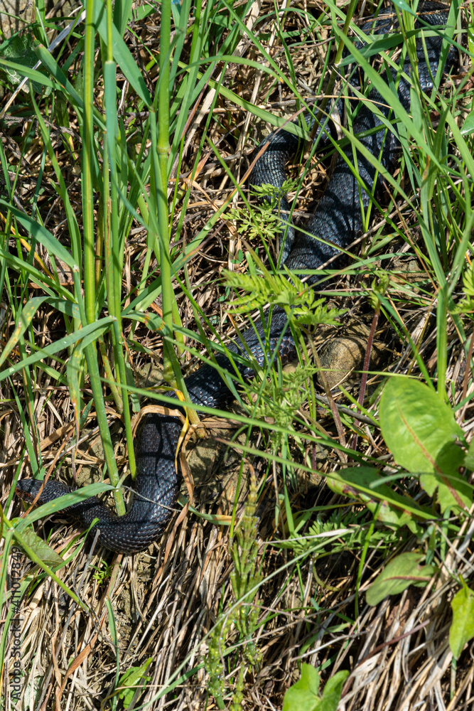 Naklejka premium Carpathian viper hunts in disguise in the green grass. A poisonous black snake hides in the steppes of Ukraine.